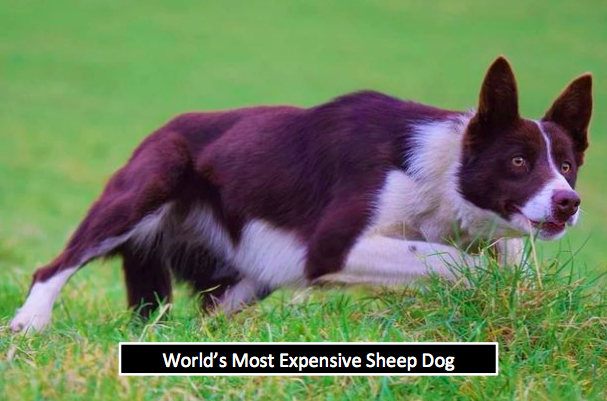 This Super Intelligent Puppy Sells For £27,000 At Auction And Becomes World's Most Expensive Sheepdog